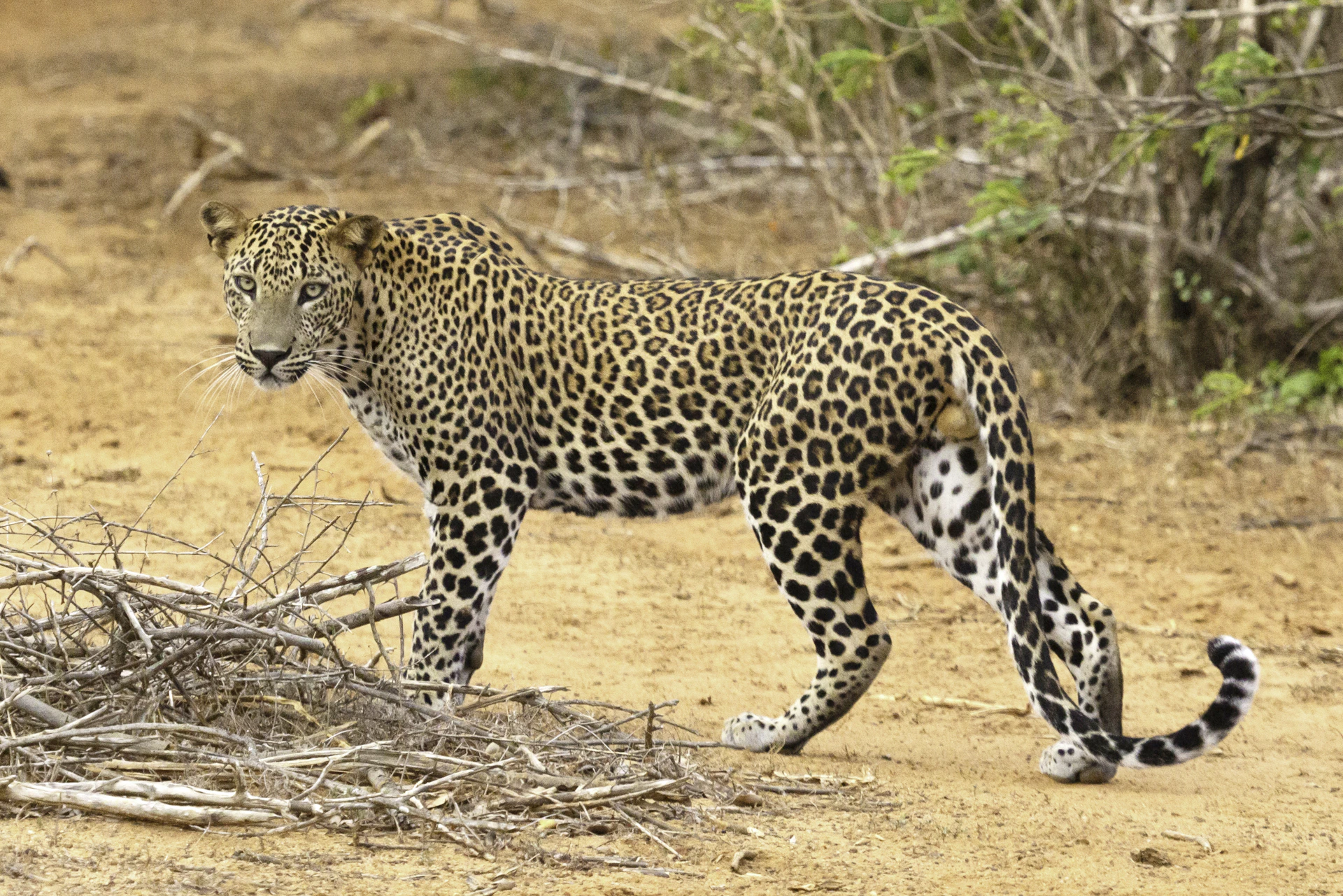 Treasures Of Sri Lanka tour in Sri Lanka