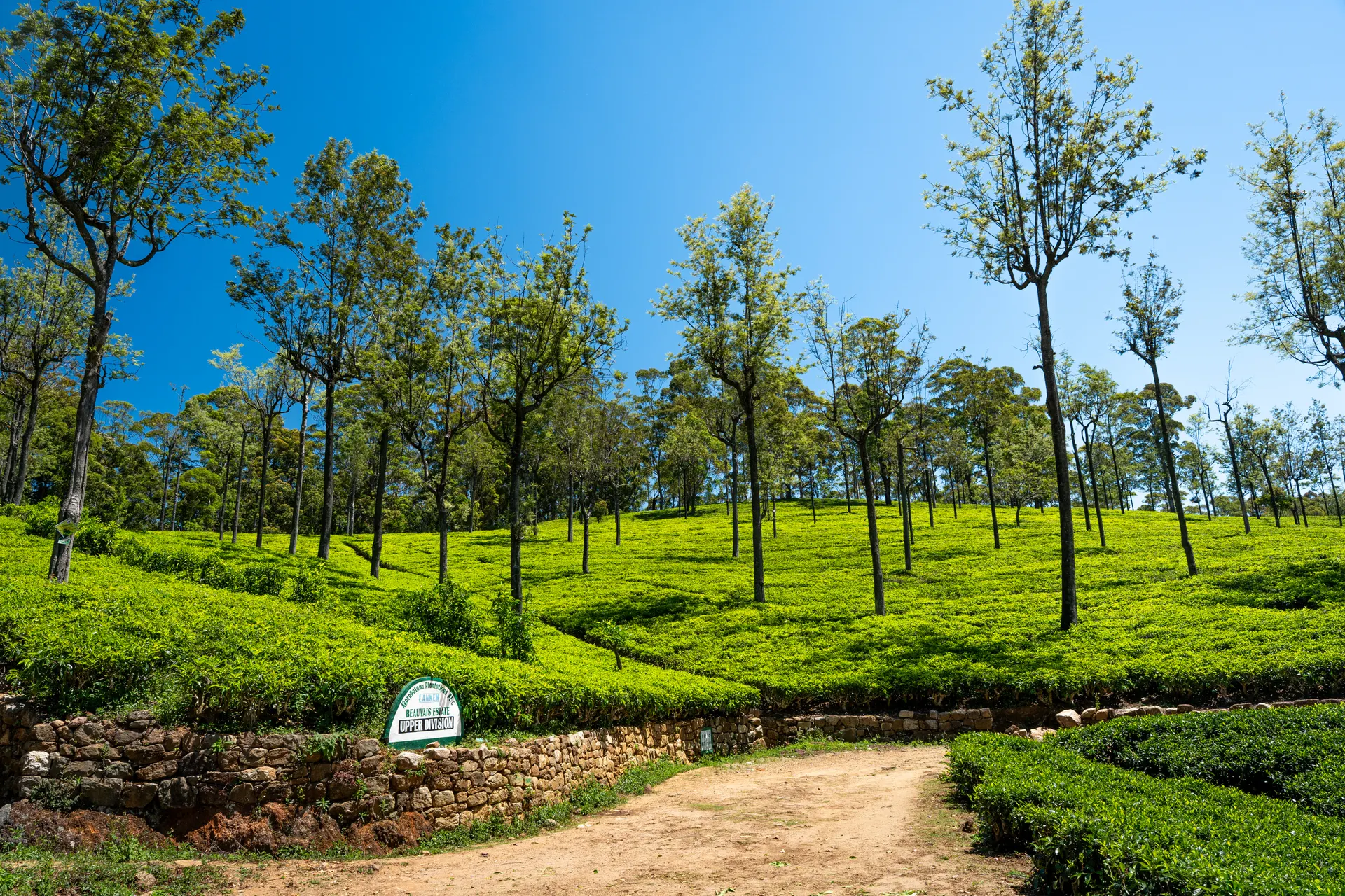 Splendorous Of Sri Lanka tour in Sri Lanka